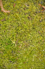 Brachythecium rivulare