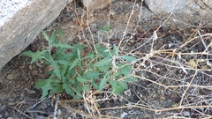 Lyrocarpa coulteri