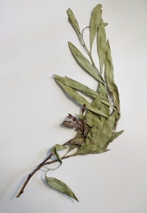 Acacia pycnantha