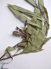 Acacia pycnantha