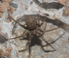Hersiliola
