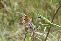 Junonia hierta
