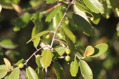 Alphitonia excelsa