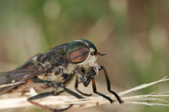 Hybomitra