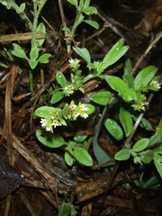 Euploca procumbens