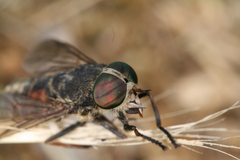 Hybomitra