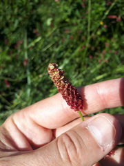 Sanguisorba tenuifolia