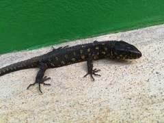 Lepidophyma