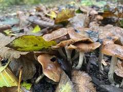 Psilocybe cyanescens