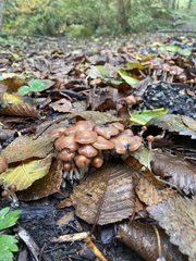 Psilocybe cyanescens