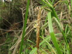Carex excelsa