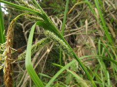 Carex excelsa