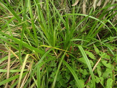 Carex excelsa