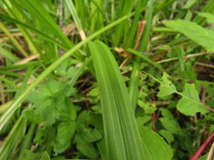 Carex excelsa