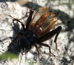Gryllus