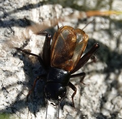 Gryllus