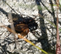 Gryllus