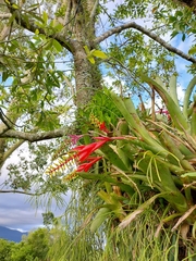 Aechmea nudicaulis