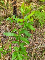 Hakea salicifolia