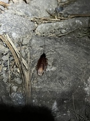 Blaberoidea