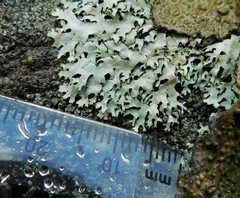 Xanthoparmelia conspersa