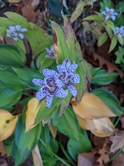 Tricyrtis hirta