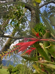 Aechmea nudicaulis