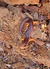 Ensatina eschscholtzii