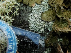 Xanthoparmelia conspersa