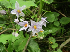 Solanum crispum