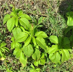 Acalypha ostryifolia