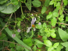 Solanum crispum