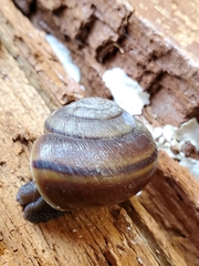 Helminthoglypta umbilicata