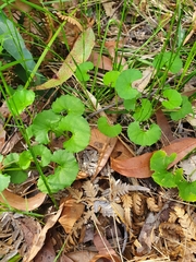 Viola silicestris