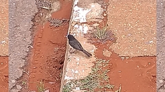 Sporophila