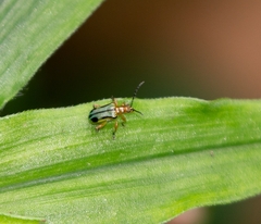 Neolema exclamationis