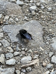 Bombus volucelloides