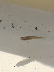 Poeciliidae