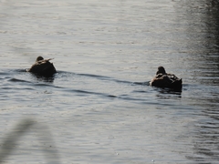 Heteronetta atricapilla