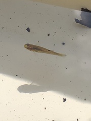 Poeciliidae