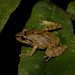 Andean Orange-thighed Frog - Photo (c) Carlos A. Londoño Guarnizo, some rights reserved (CC BY-NC), uploaded by Carlos A. Londoño Guarnizo