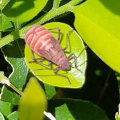 Leptocoris