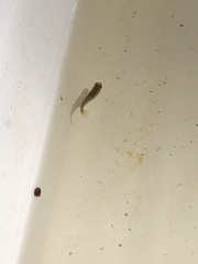 Poeciliidae