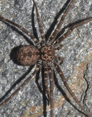 Hersiliola macullulata