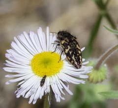 Acmaeodera