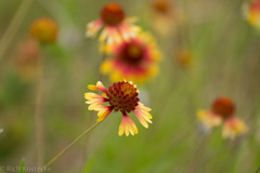 Gaillardia