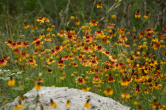 Gaillardia pulchella