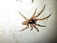 Dysderidae