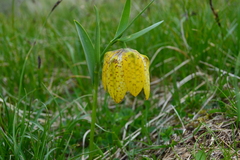 Fritillaria collina