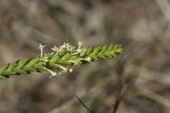 Struthiola striata